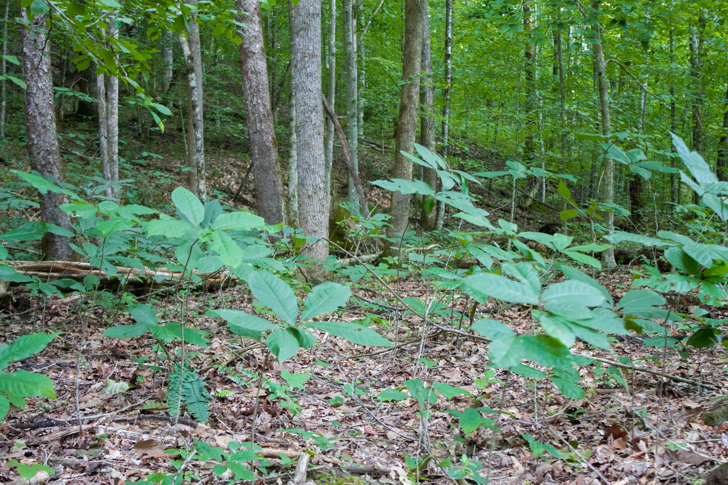 Bluewater Ridge Tract 14 photo 11