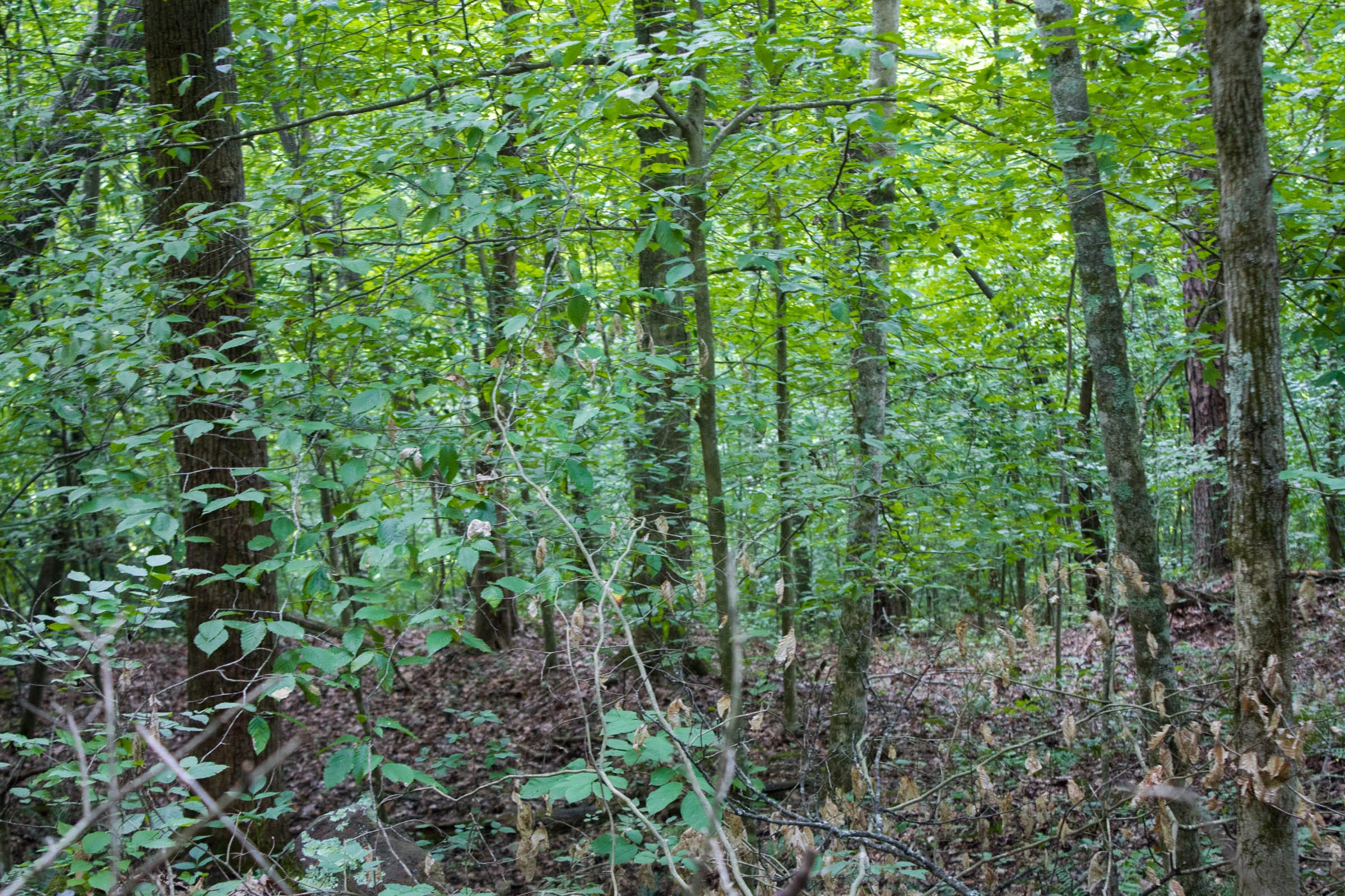 Bluewater Ridge Tract 14 photo 12
