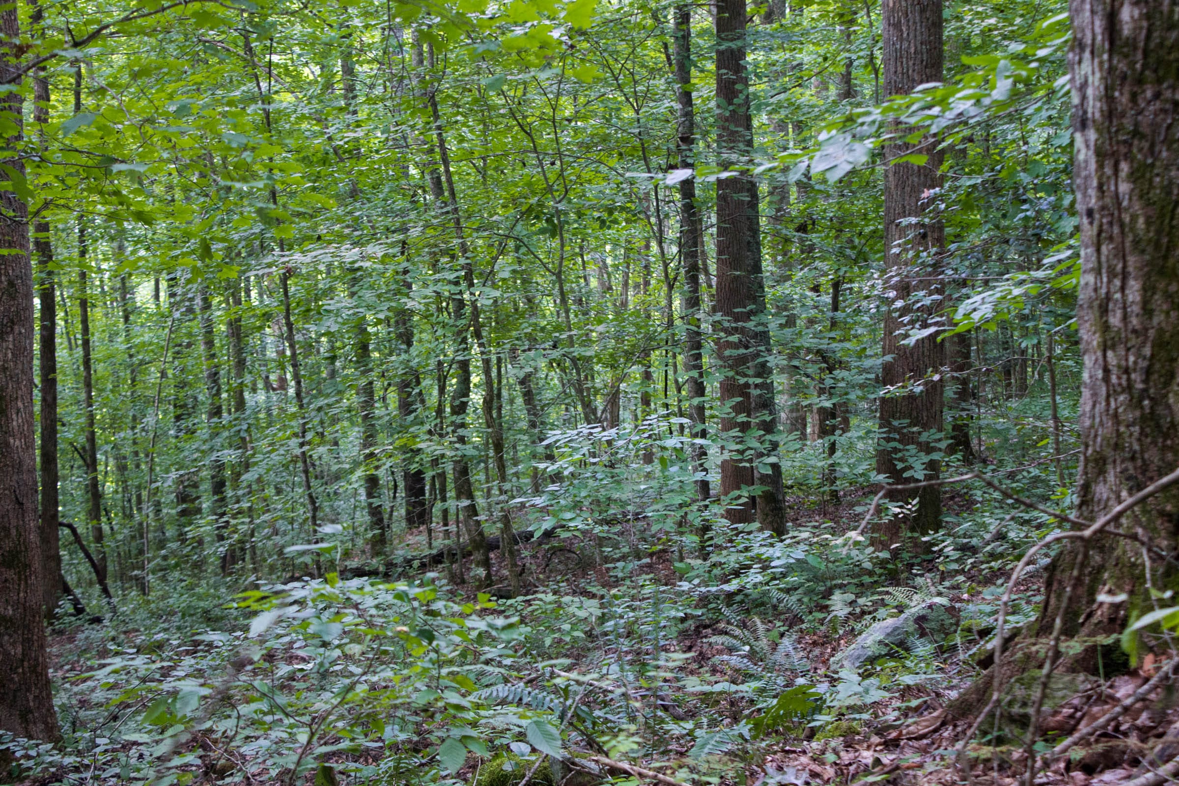 Bluewater Ridge Tract 14 photo 13