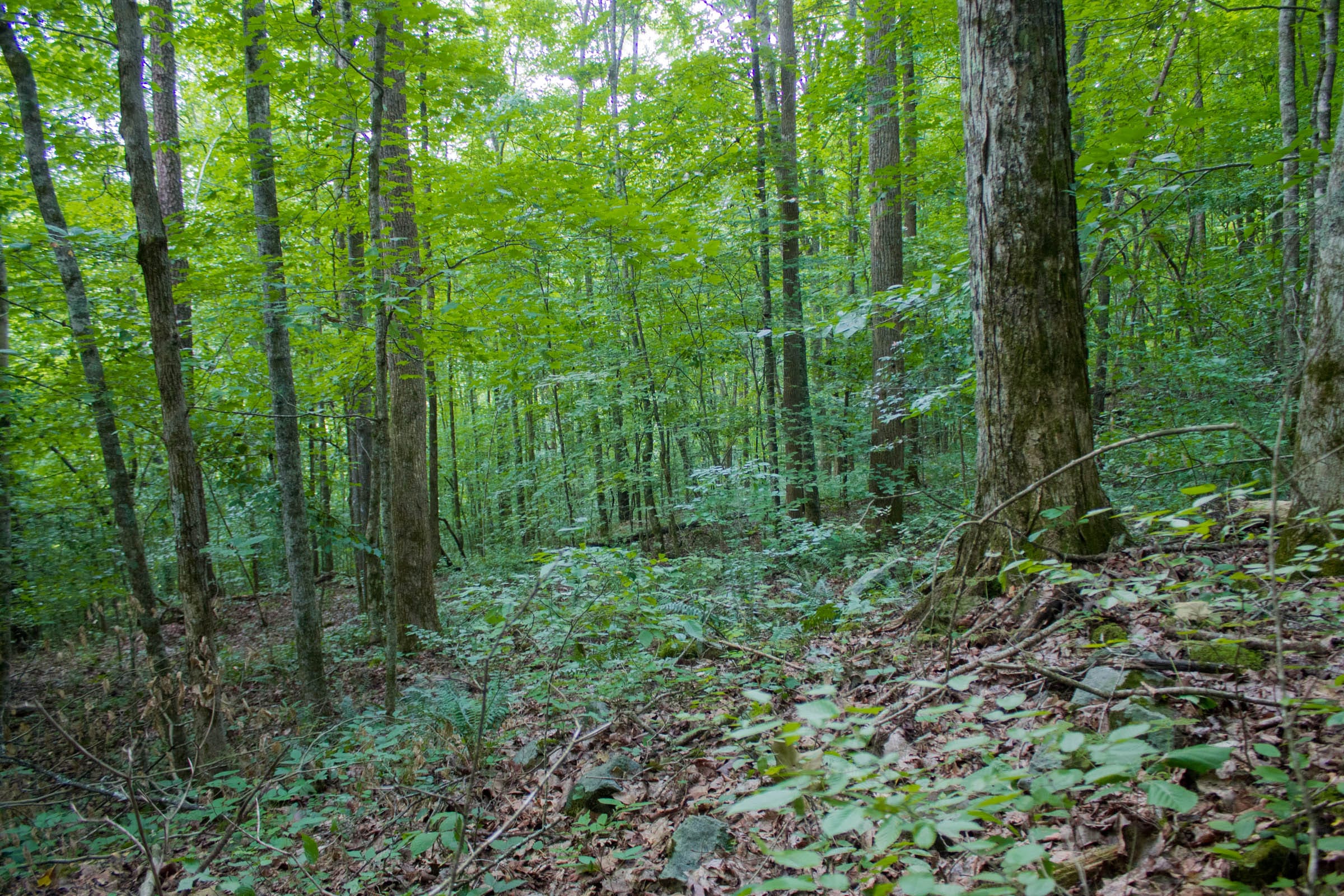 Bluewater Ridge Tract 14 photo 14