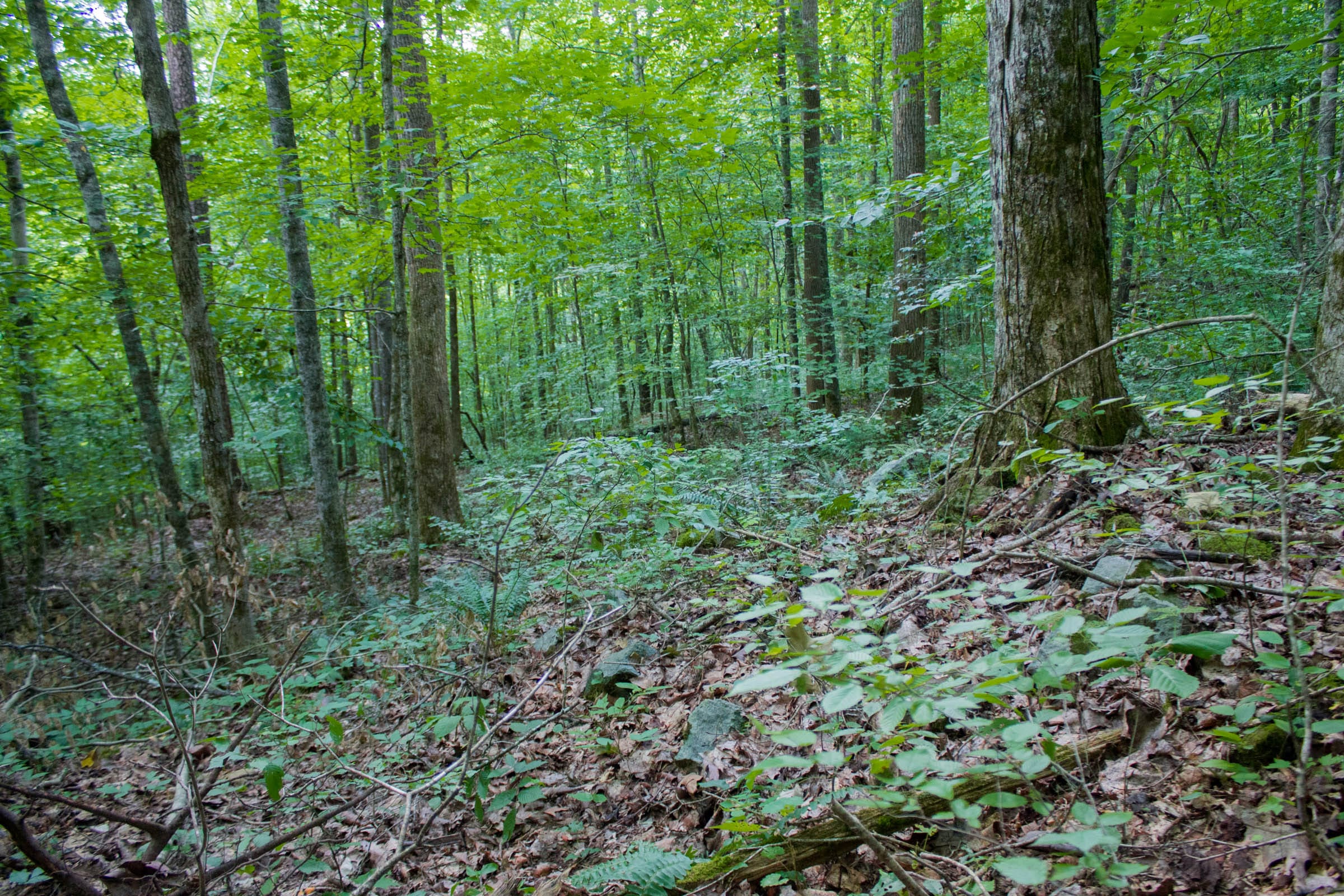 Bluewater Ridge Tract 14 photo 15