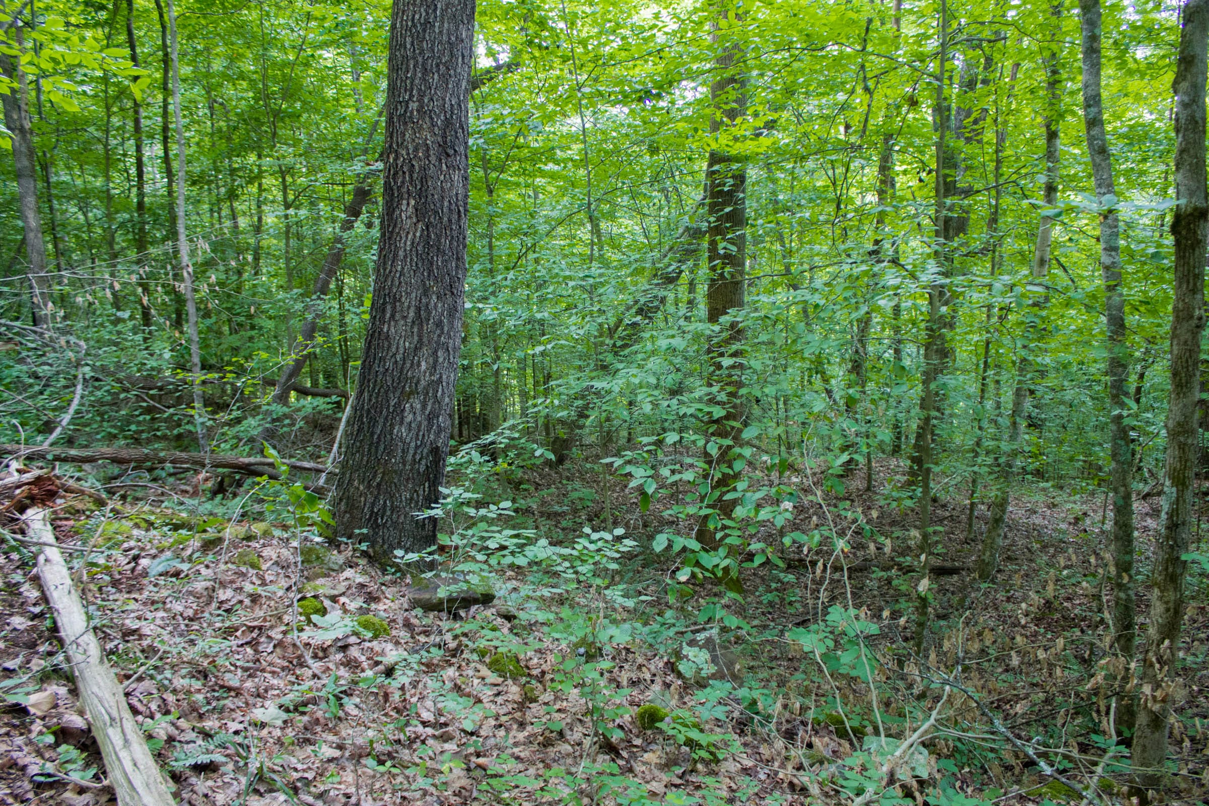 Bluewater Ridge Tract 14 photo 16