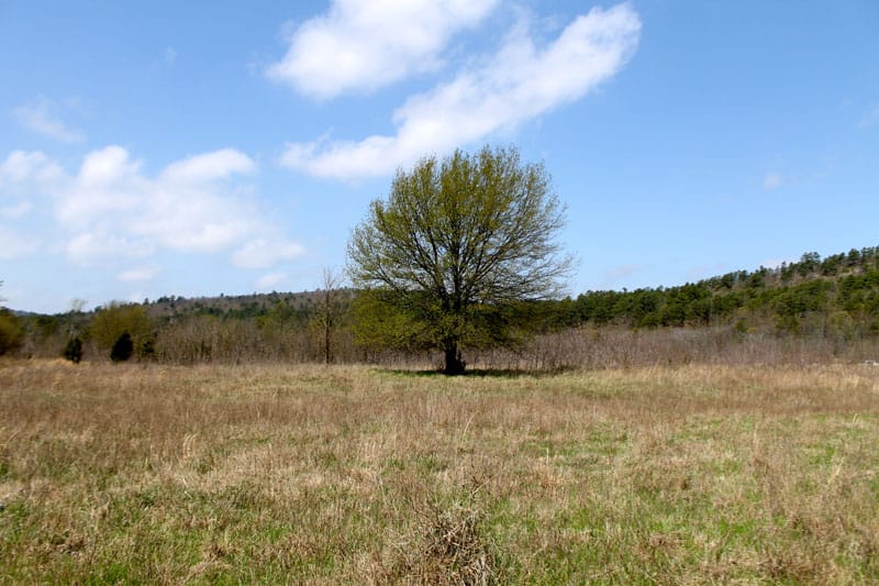 Daisy Meadows Tract 9 photo 5