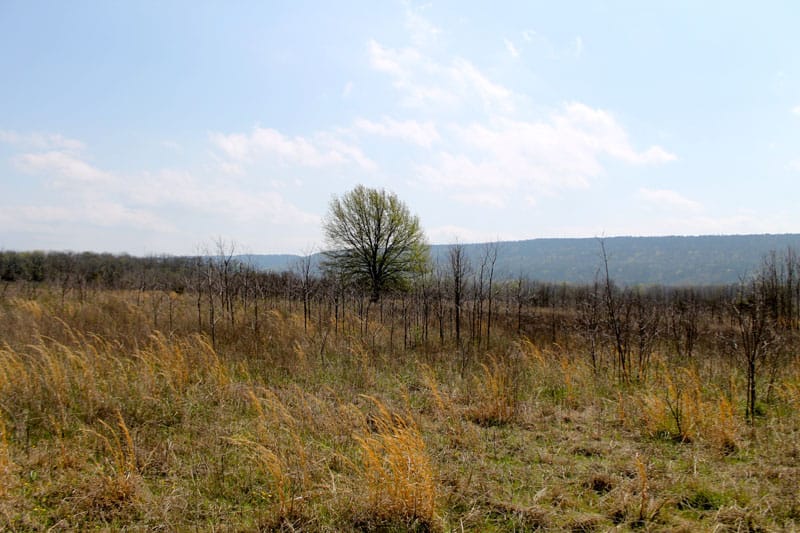 Daisy Meadows Tract 9 photo 8