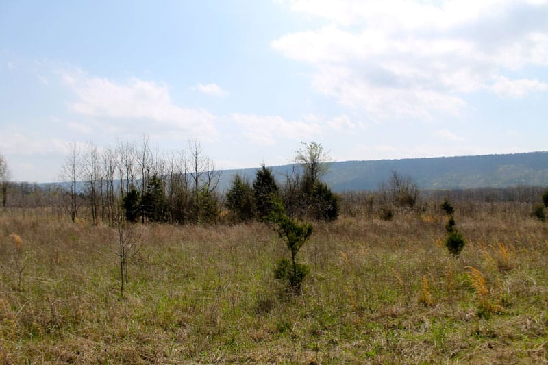 Daisy Meadows Tract 9 photo 10