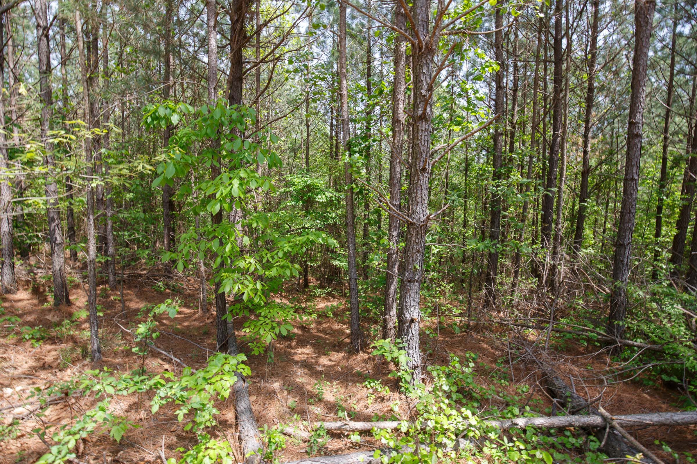 Red Barn Ranch Tract 57 photo 2