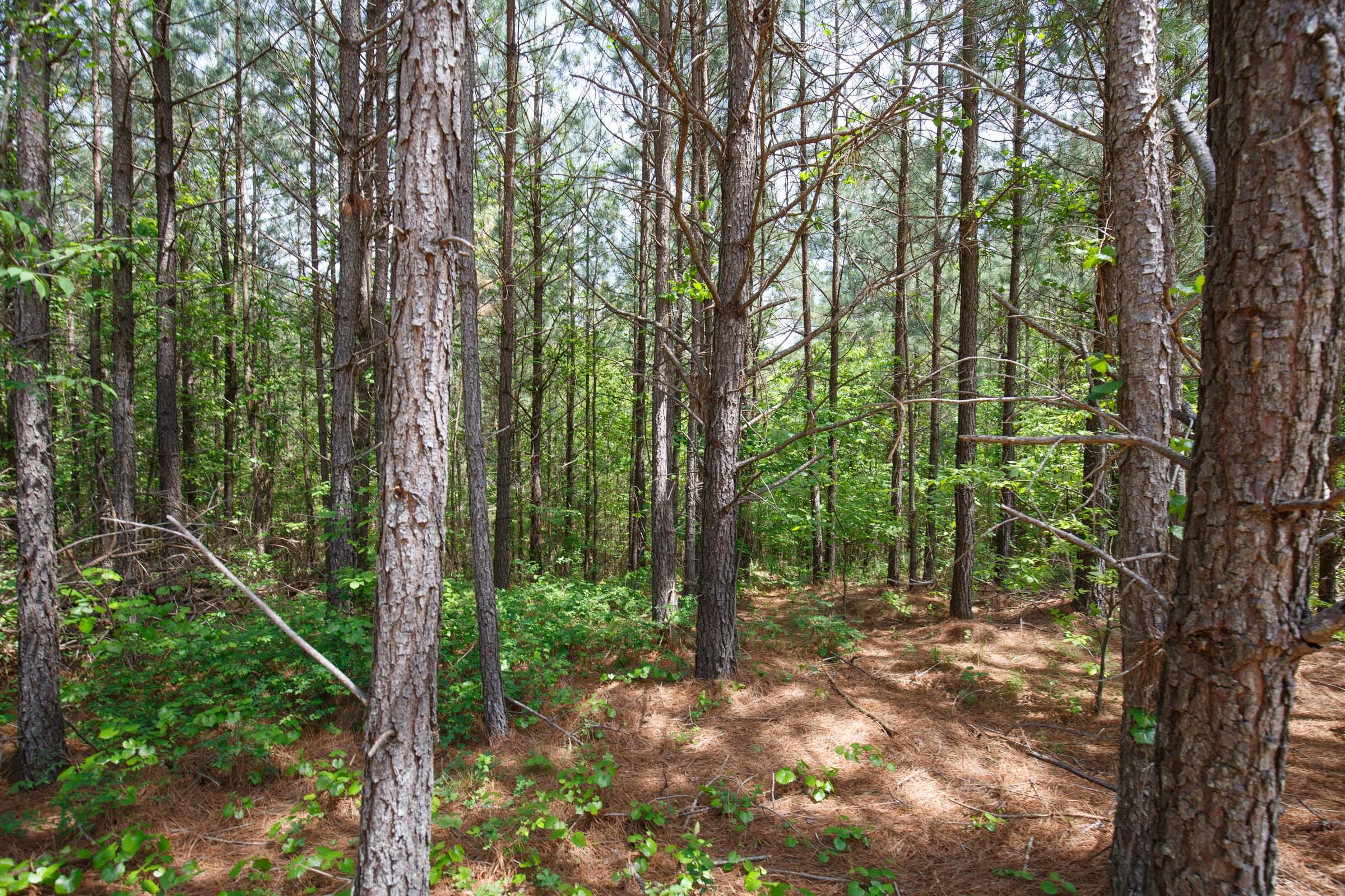 Red Barn Ranch Tract 57 photo 3