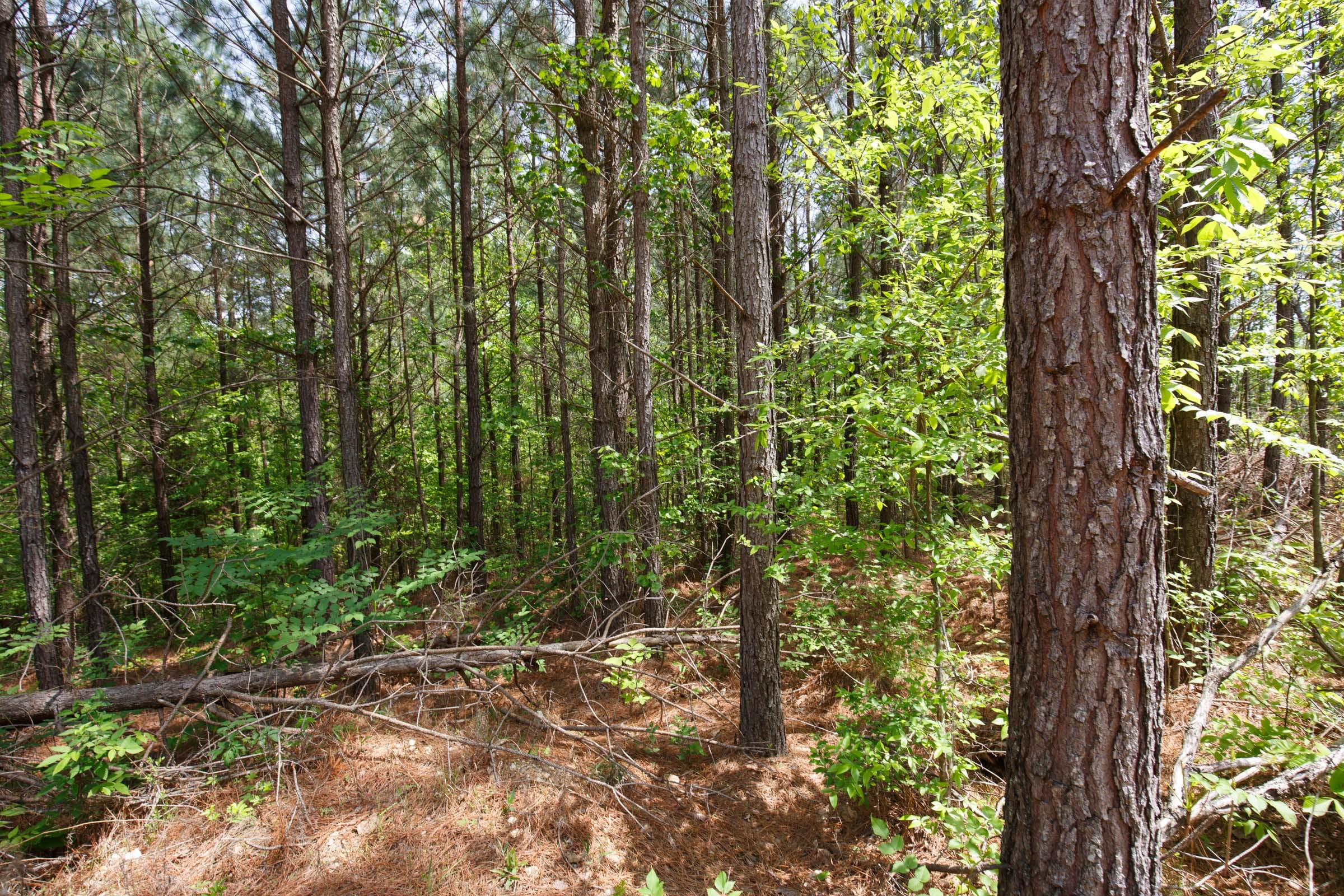 Red Barn Ranch Tract 57 photo 7