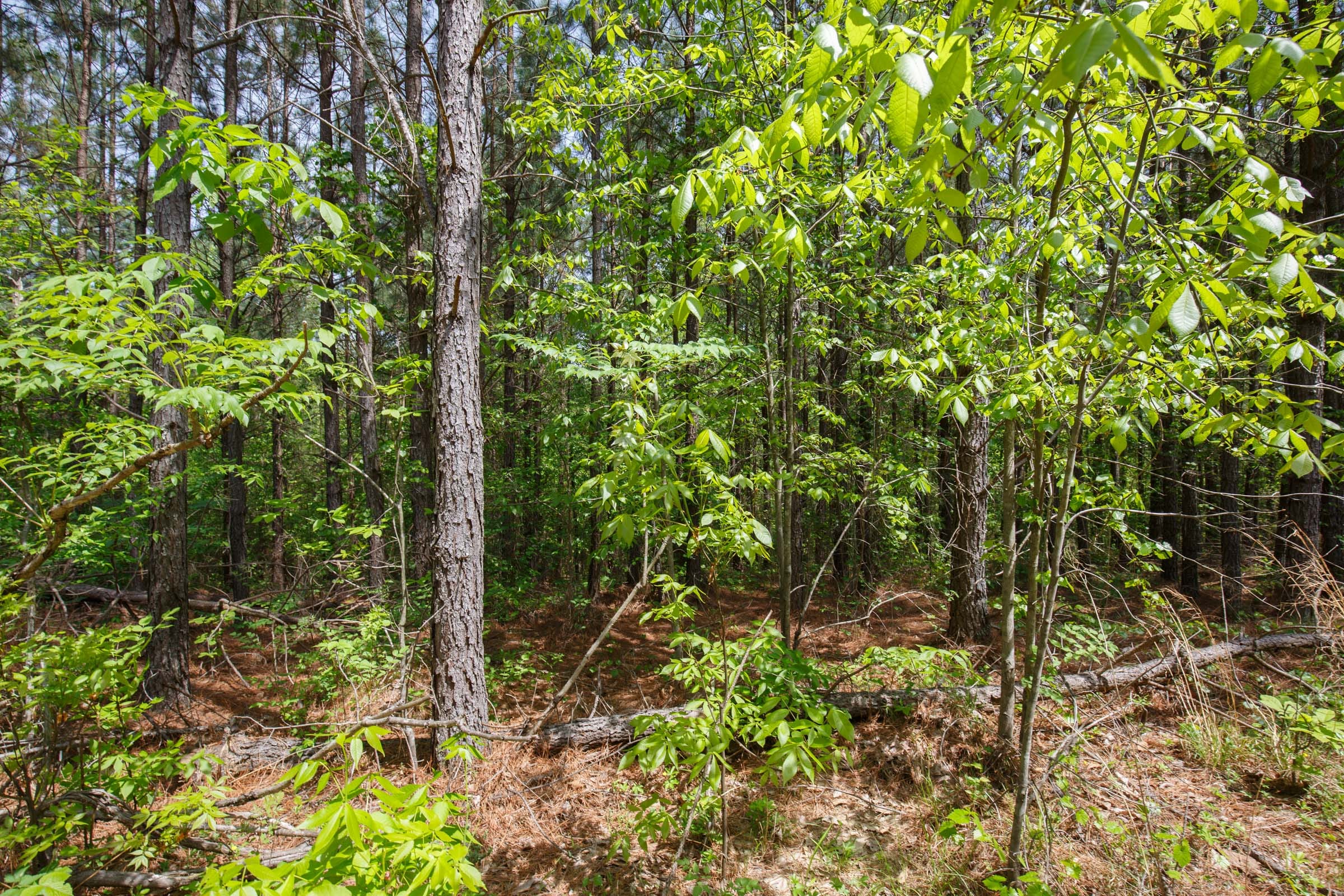 Red Barn Ranch Tract 57 photo 8