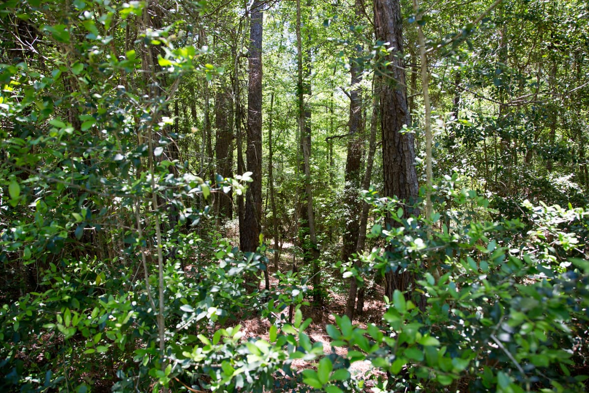 Rayburn Country Tract 242 photo 4