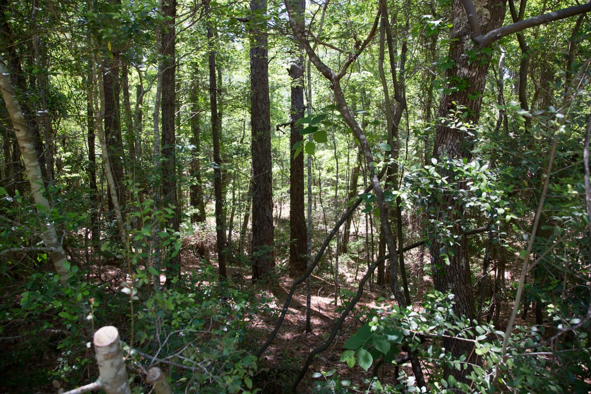 Rayburn Country Tract 242 photo 5