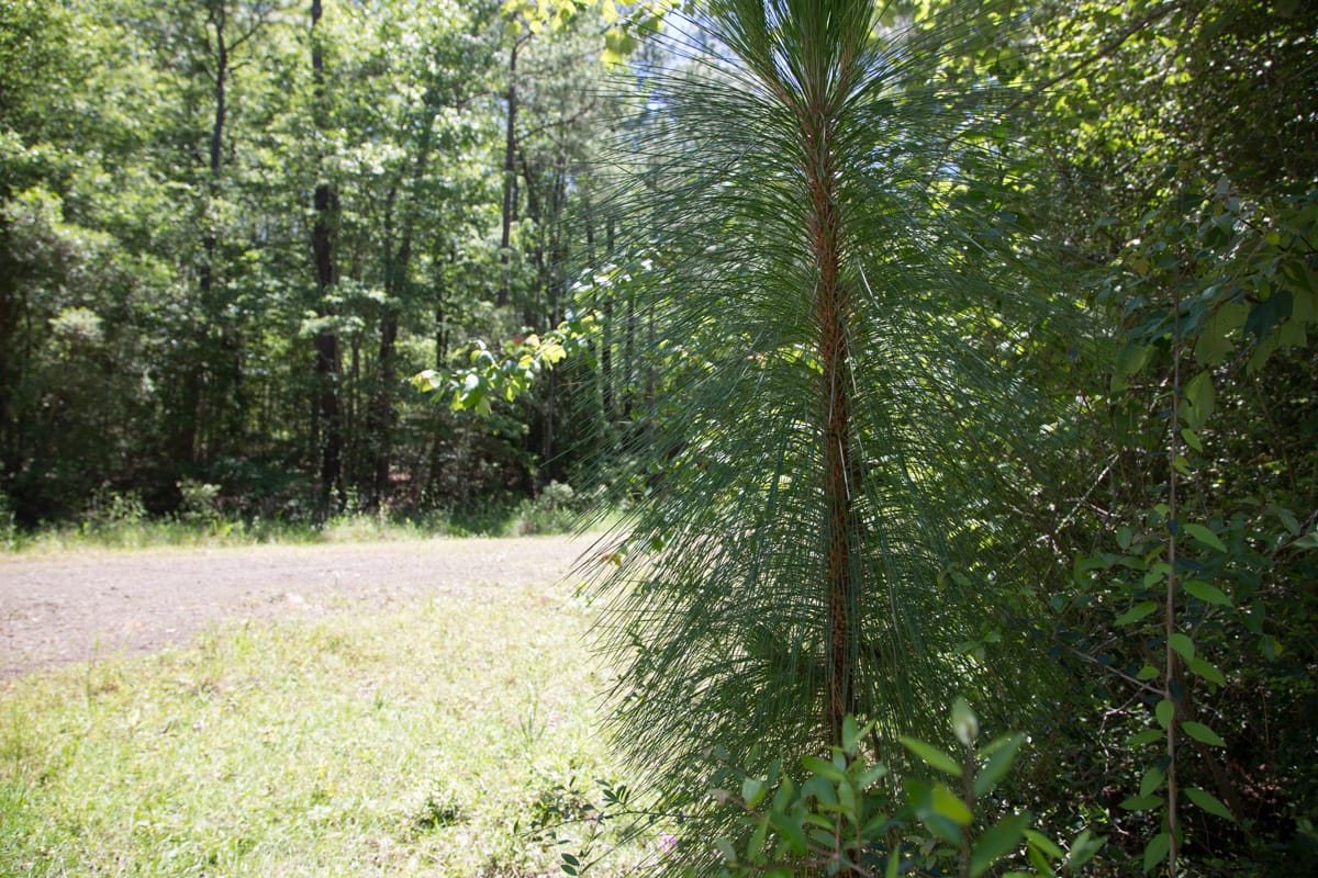 Rayburn Country Tract 242 photo 6