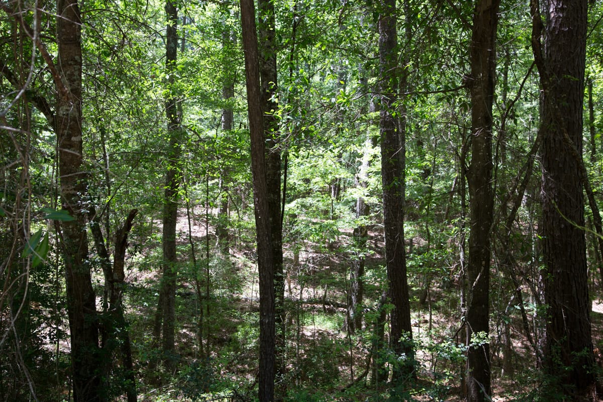 Rayburn Country Tract 242 photo 8