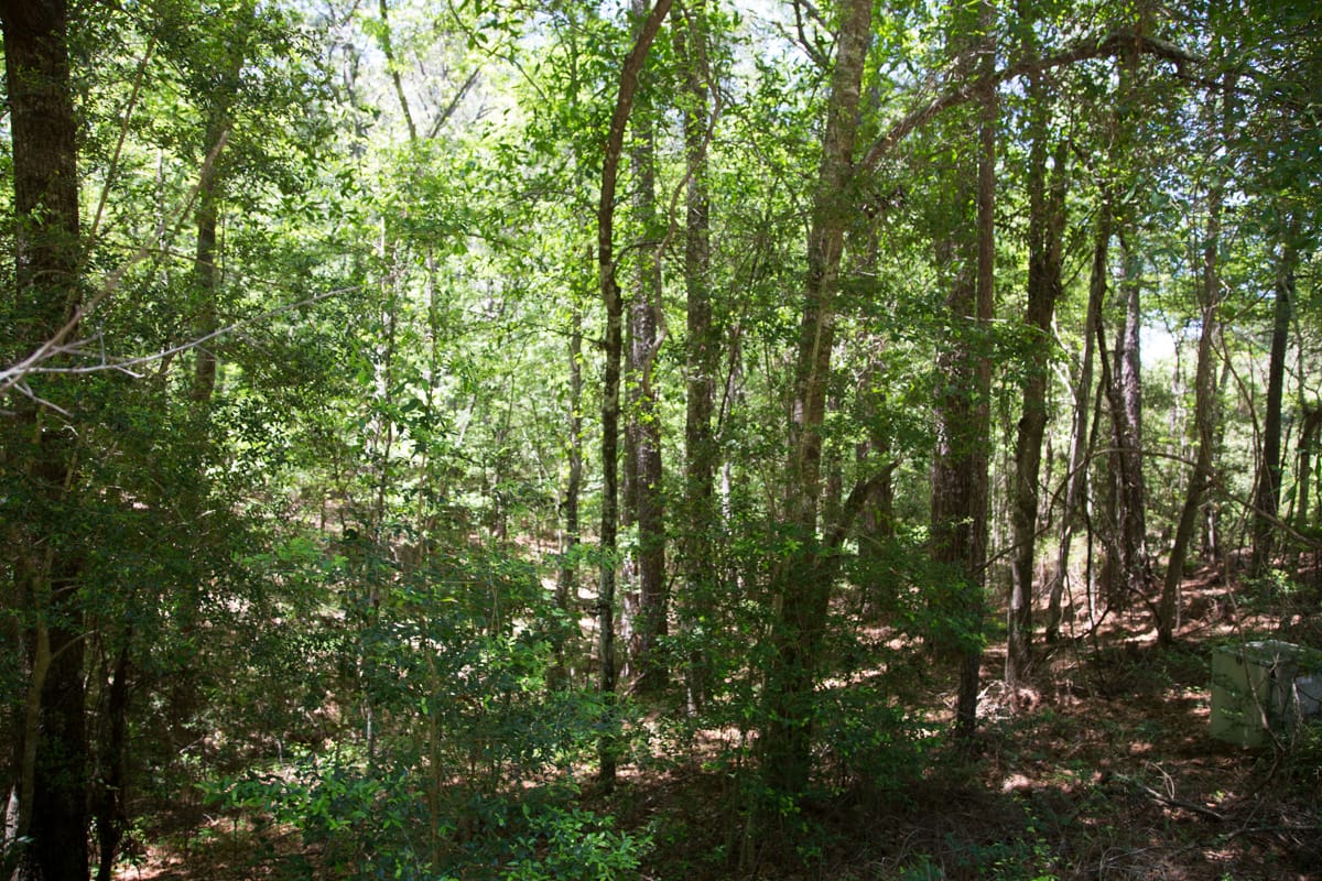 Rayburn Country Tract 242 photo 9