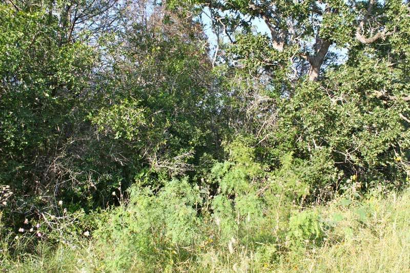 Tahitian Village Tract 664 photo 8