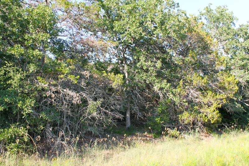 Tahitian Village Tract 664 photo 11