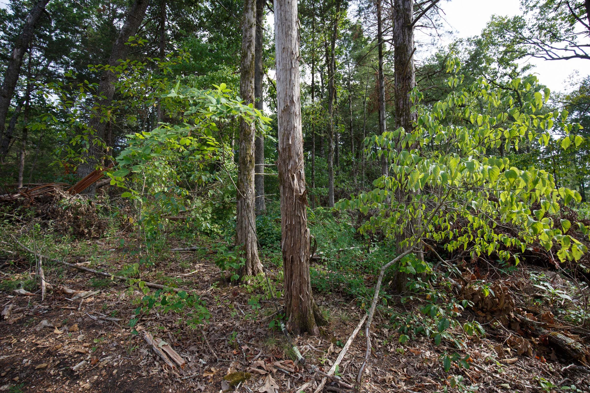 Wildwood Tract 19 photo 5