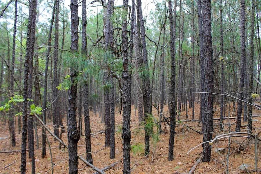 Trophy Ridge Phase III Tract 48 photo 2