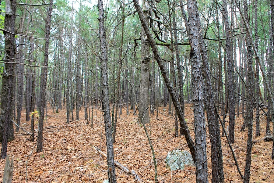 Trophy Ridge Phase III Tract 48 photo 3