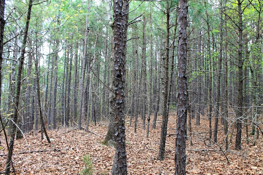 Trophy Ridge Phase III Tract 48 photo 4
