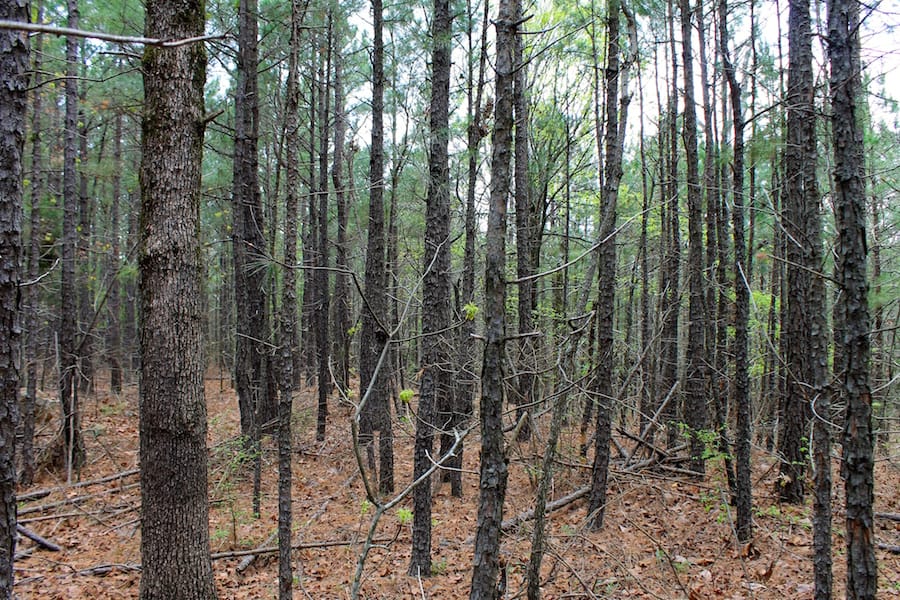 Trophy Ridge Phase III Tract 48 photo 5