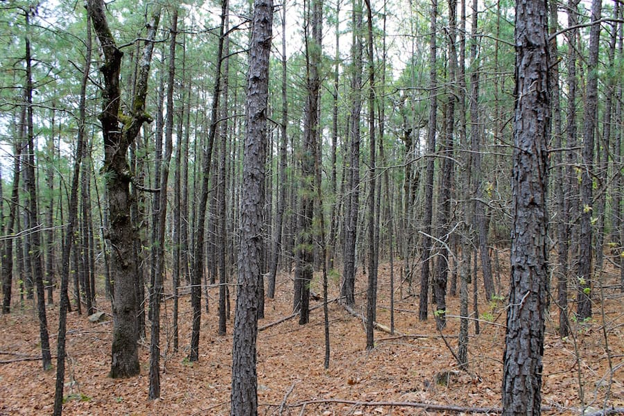 Trophy Ridge Phase III Tract 48 photo 6