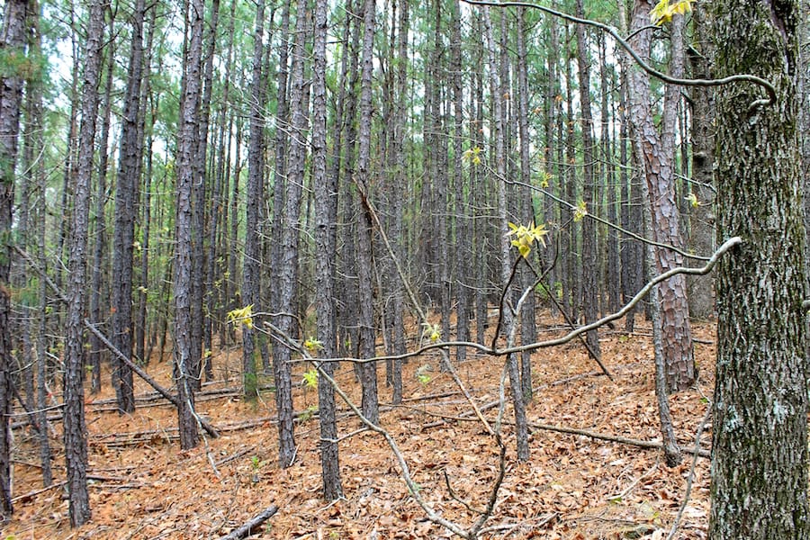 Trophy Ridge Phase III Tract 48 photo 7
