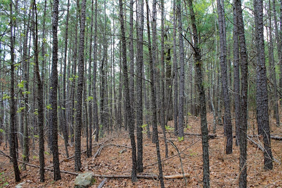 Trophy Ridge Phase III Tract 48 photo 8
