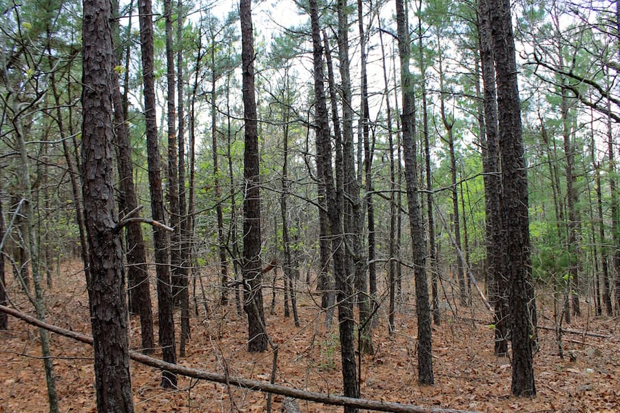 Trophy Ridge Phase III Tract 48 photo 9