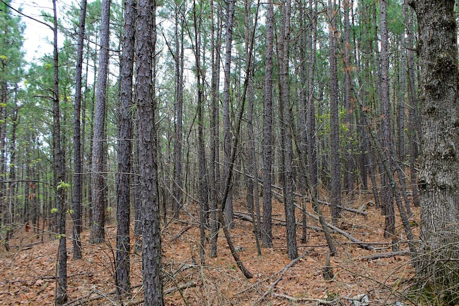 Trophy Ridge Phase III Tract 48 photo 10