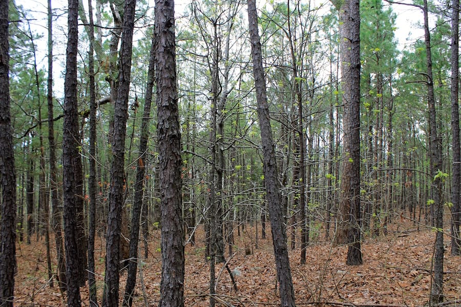 Trophy Ridge Phase III Tract 48 photo 11