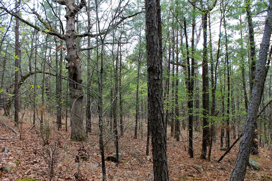 Trophy Ridge Phase III Tract 48 photo 12
