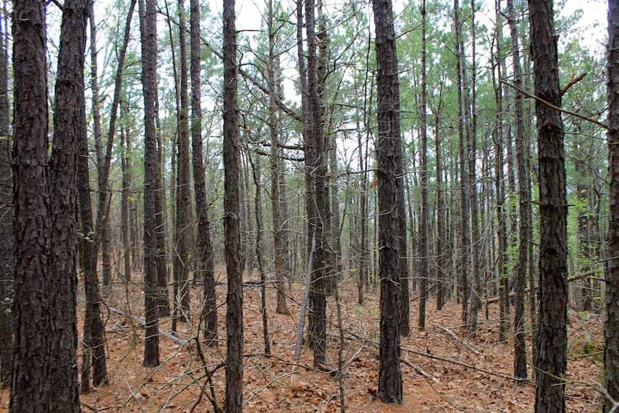 Trophy Ridge Phase III Tract 48 photo 13