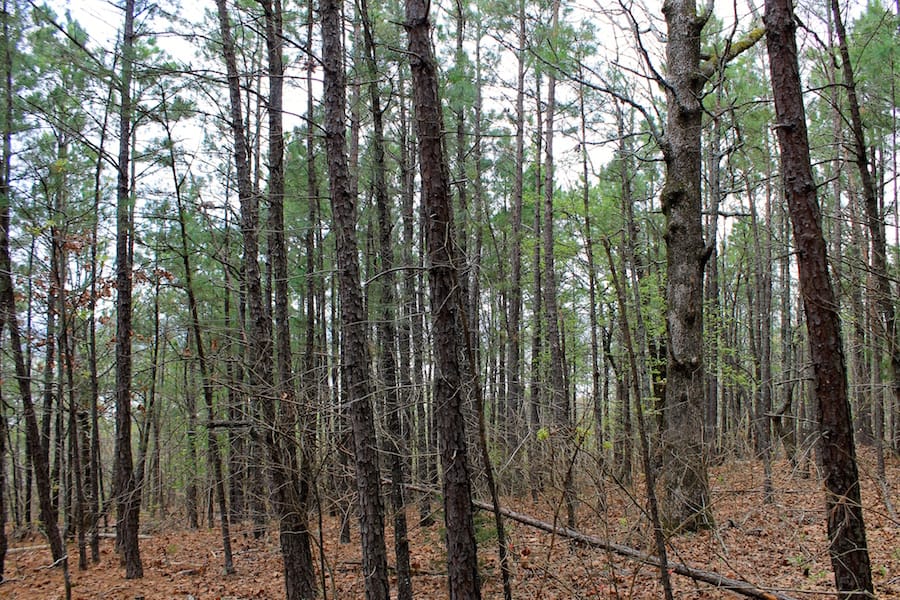 Trophy Ridge Phase III Tract 48 photo 14