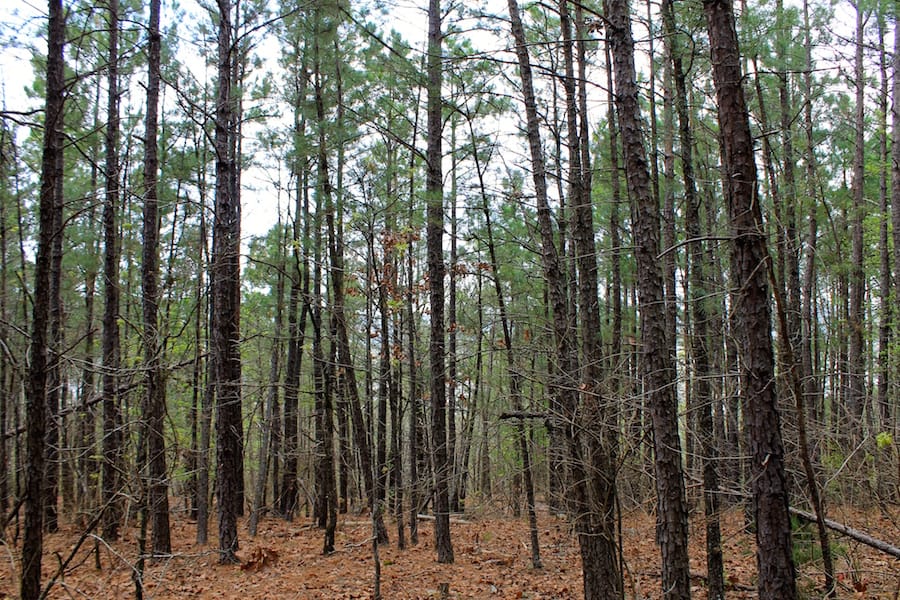 Trophy Ridge Phase III Tract 48 photo 15