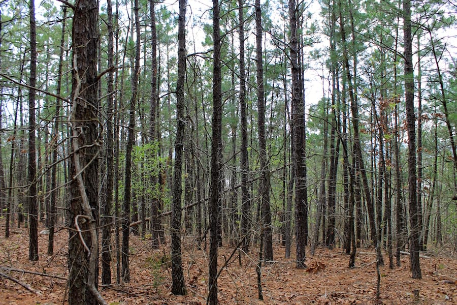 Trophy Ridge Phase III Tract 48 photo 16