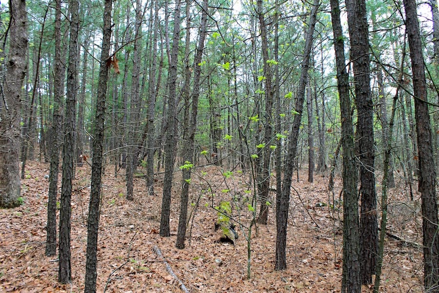 Trophy Ridge Phase III Tract 48 photo 17