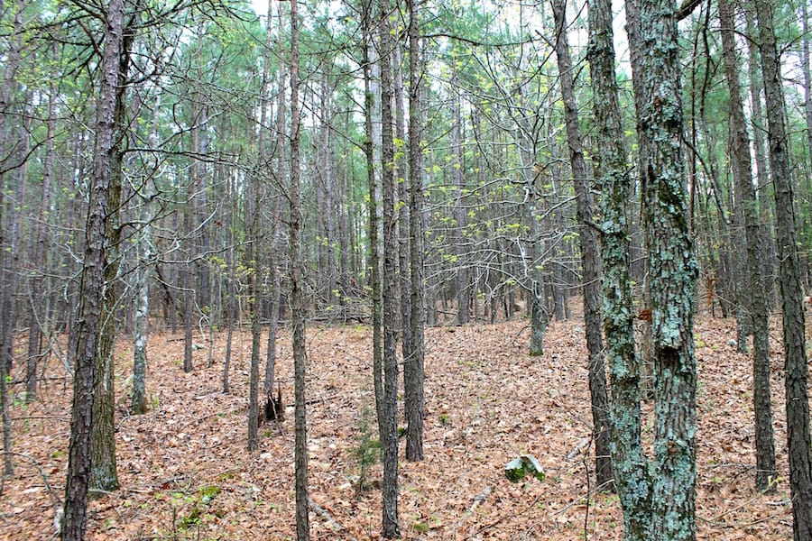 Trophy Ridge Phase III Tract 48 photo 18