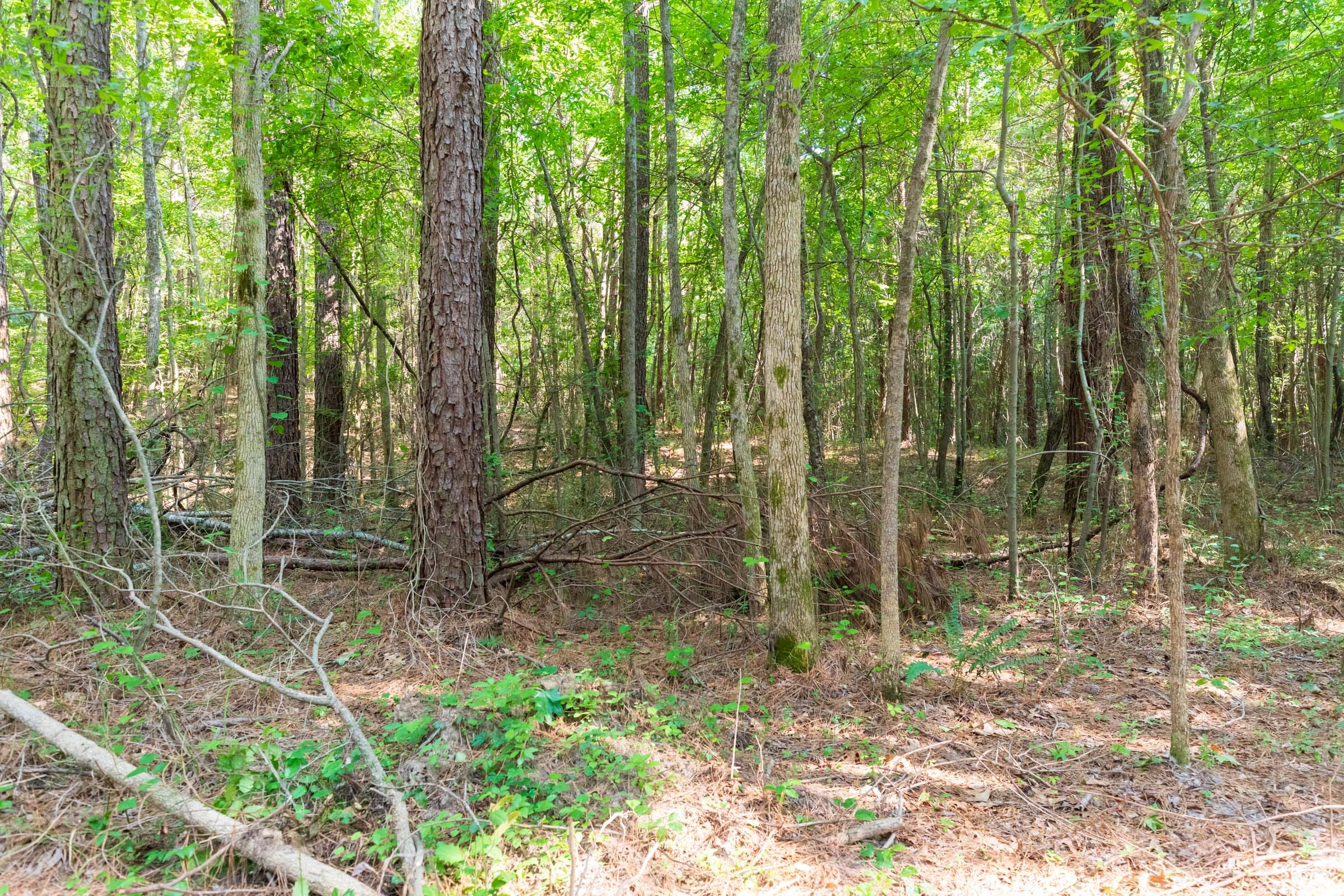 Whiskey Ridge Tract 108 photo 2