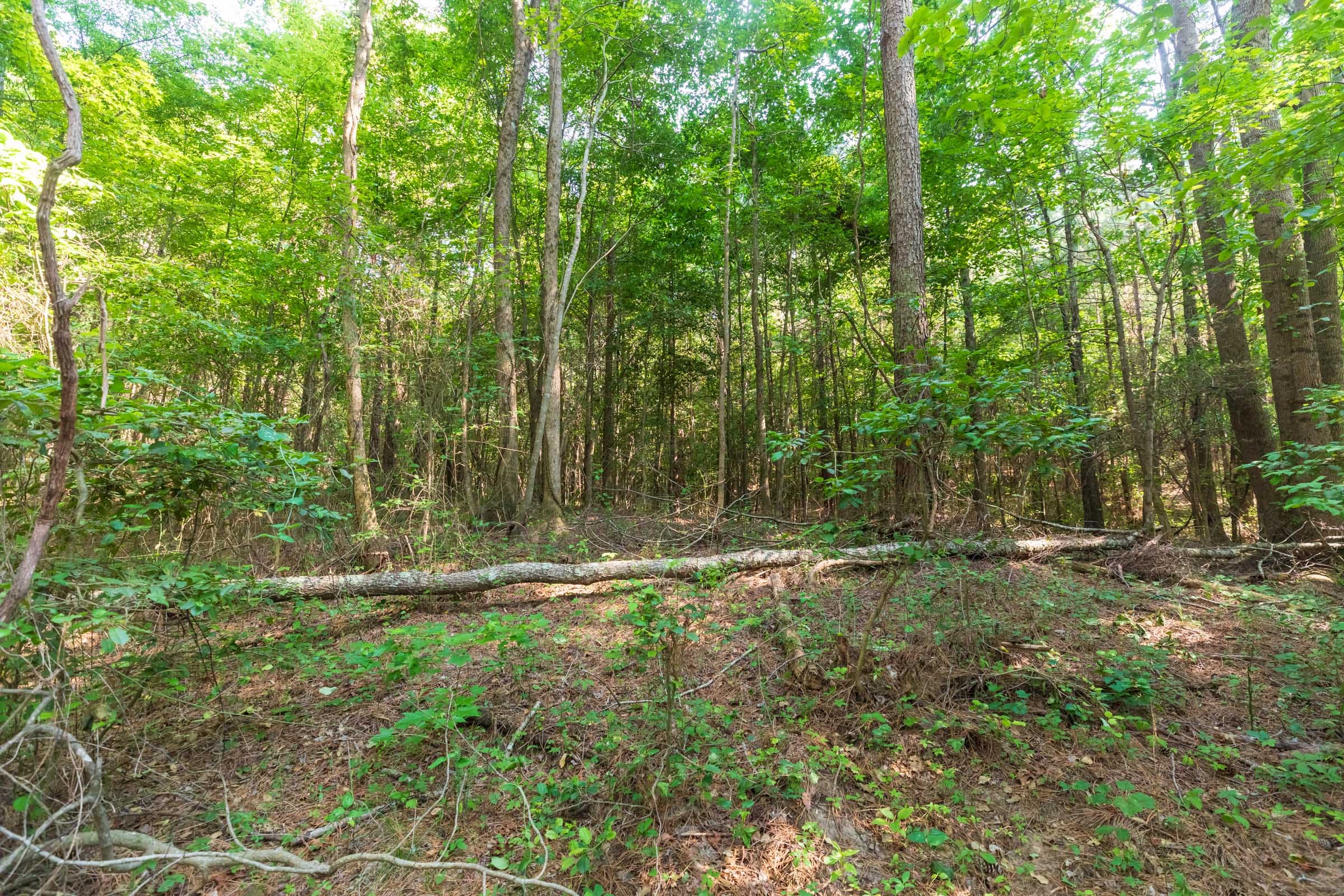 Whiskey Ridge Tract 108 photo 4