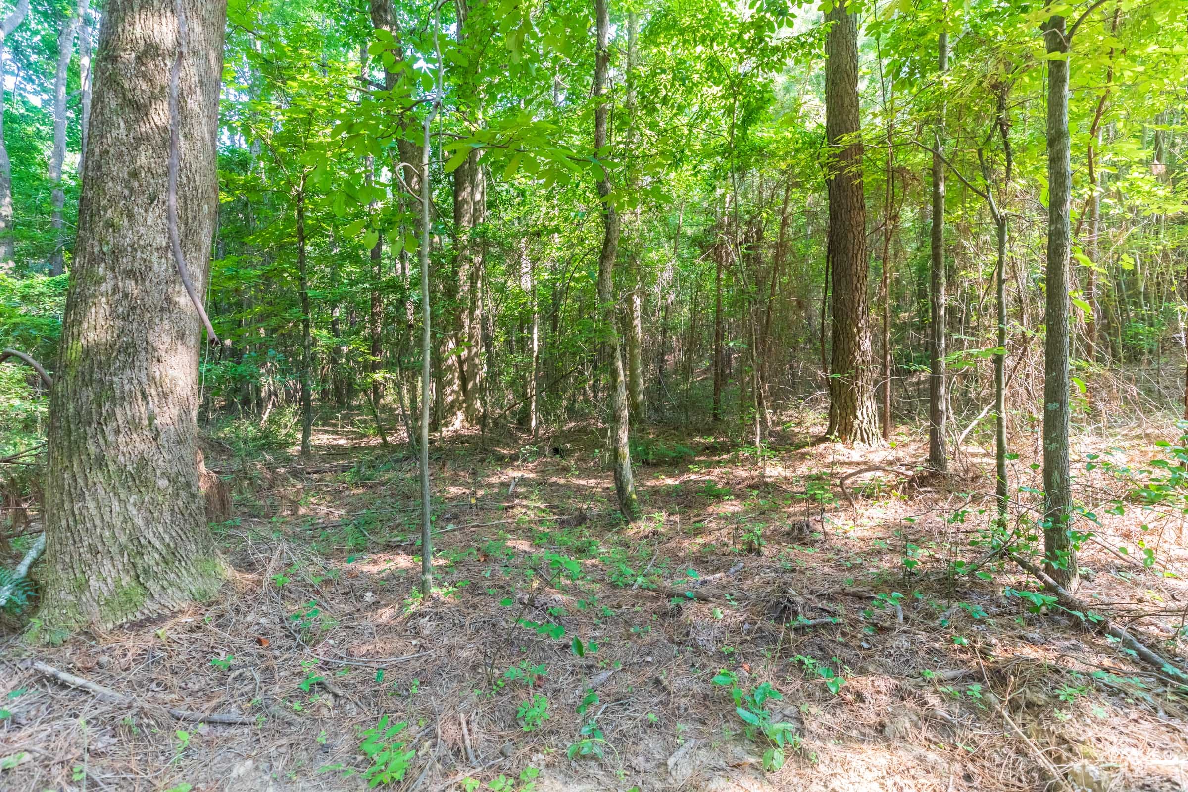 Whiskey Ridge Tract 108 photo 6