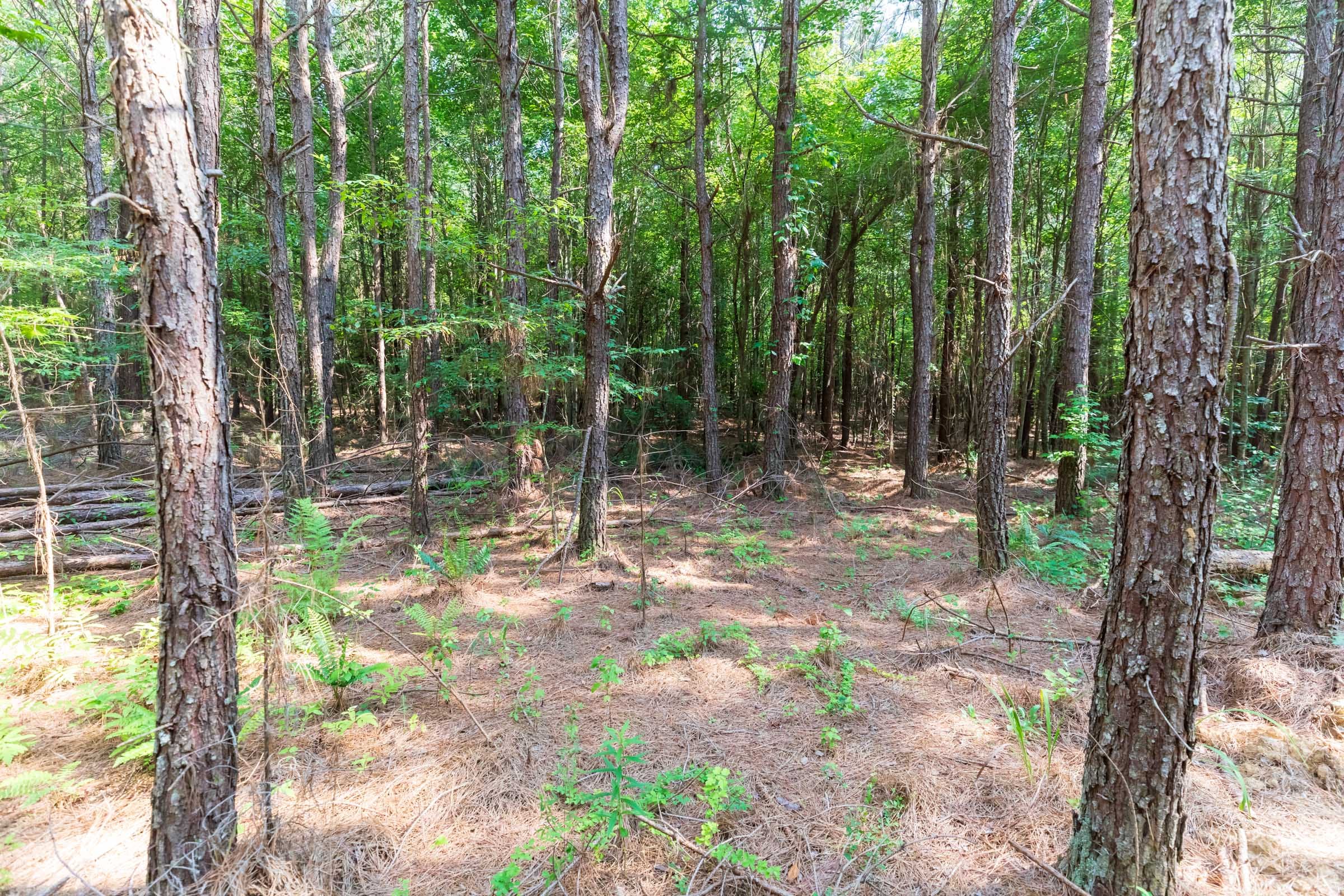Whiskey Ridge Tract 108 photo 10