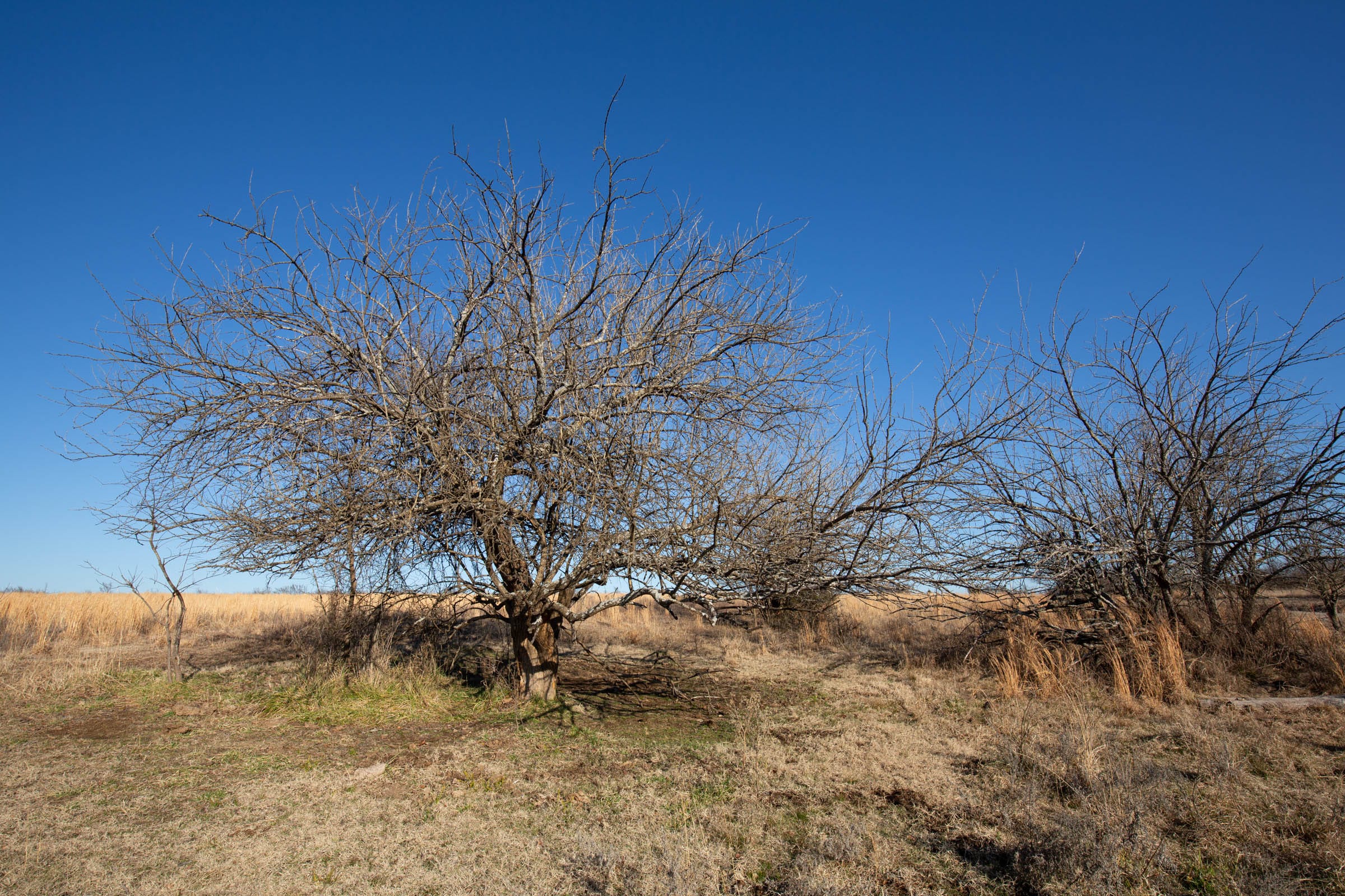 Painted Horse Tract 50 photo 5