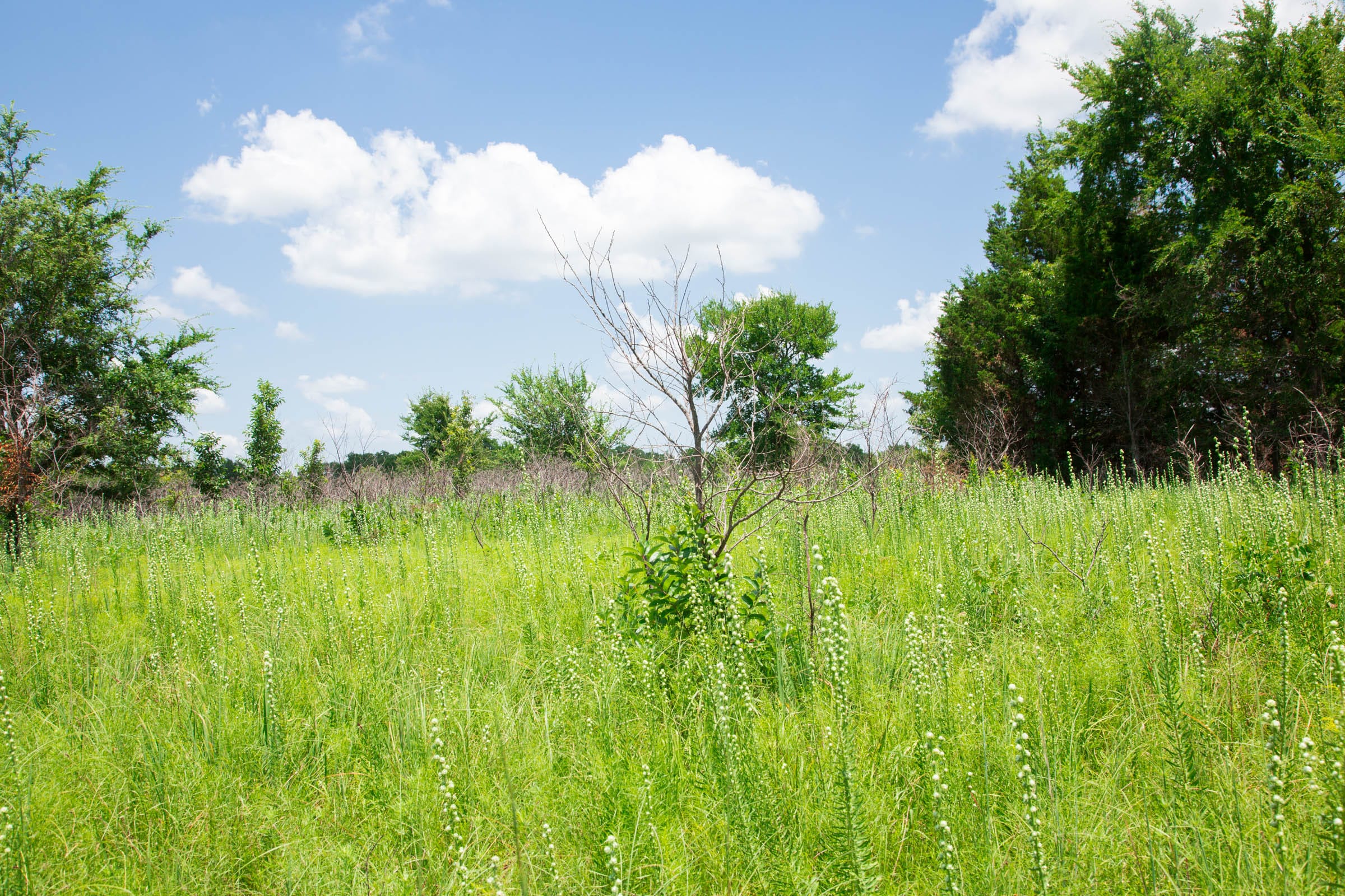 Deep Fork Ranch Tract 26 photo 6
