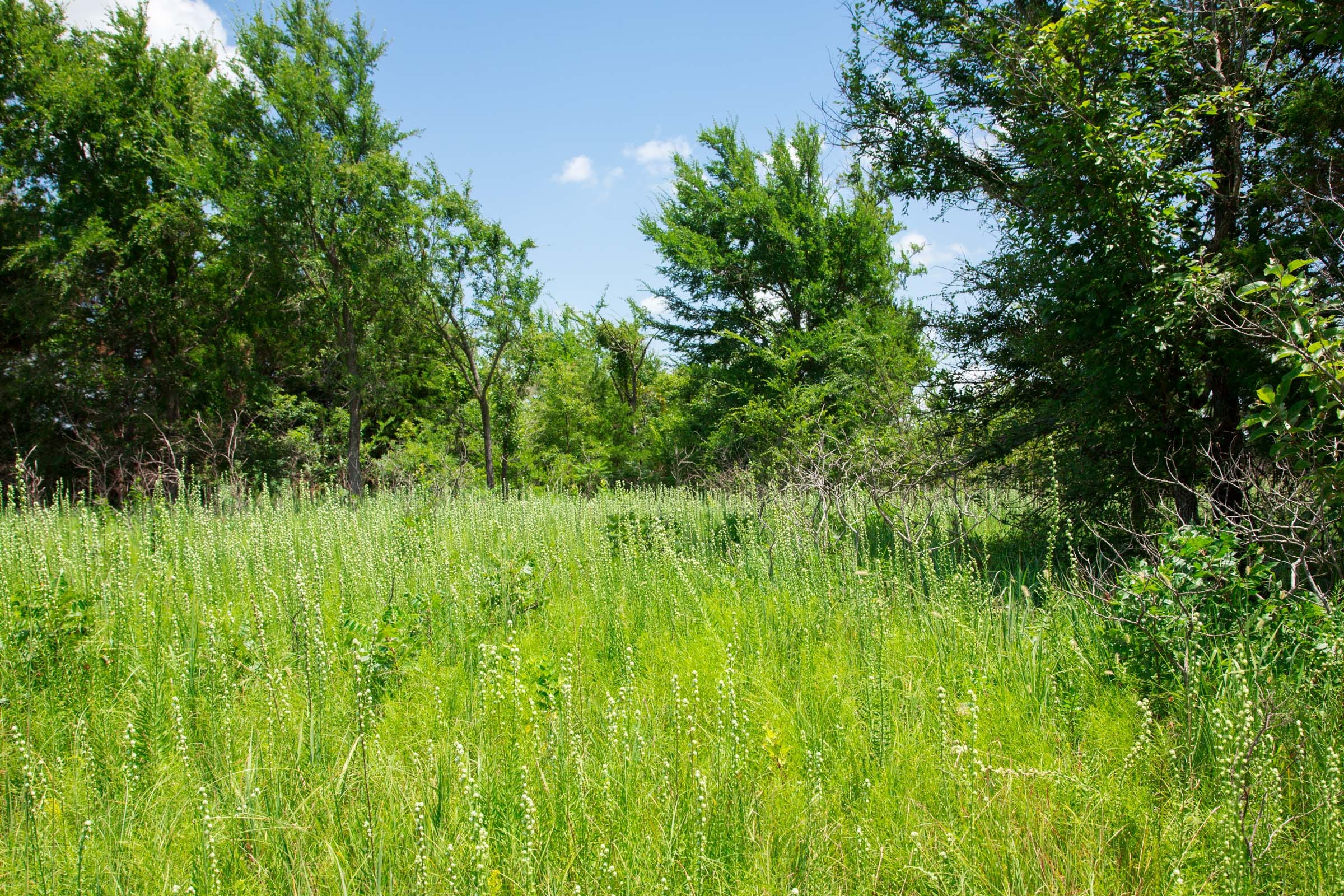 Deep Fork Ranch Tract 26 photo 7