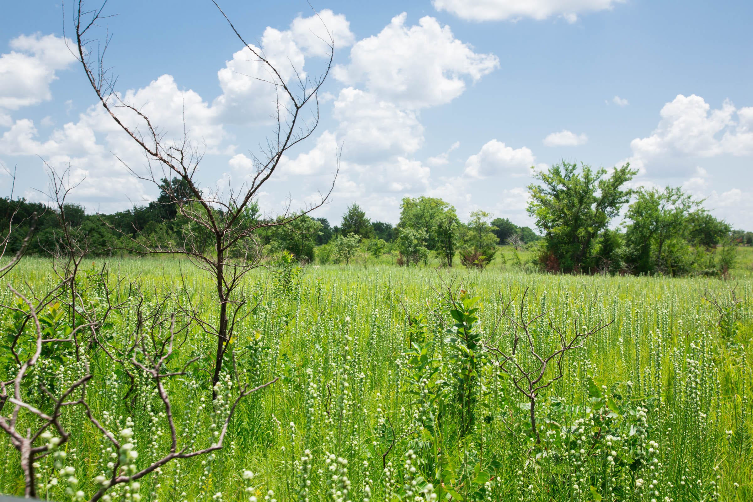 Deep Fork Ranch Tract 26 photo 9