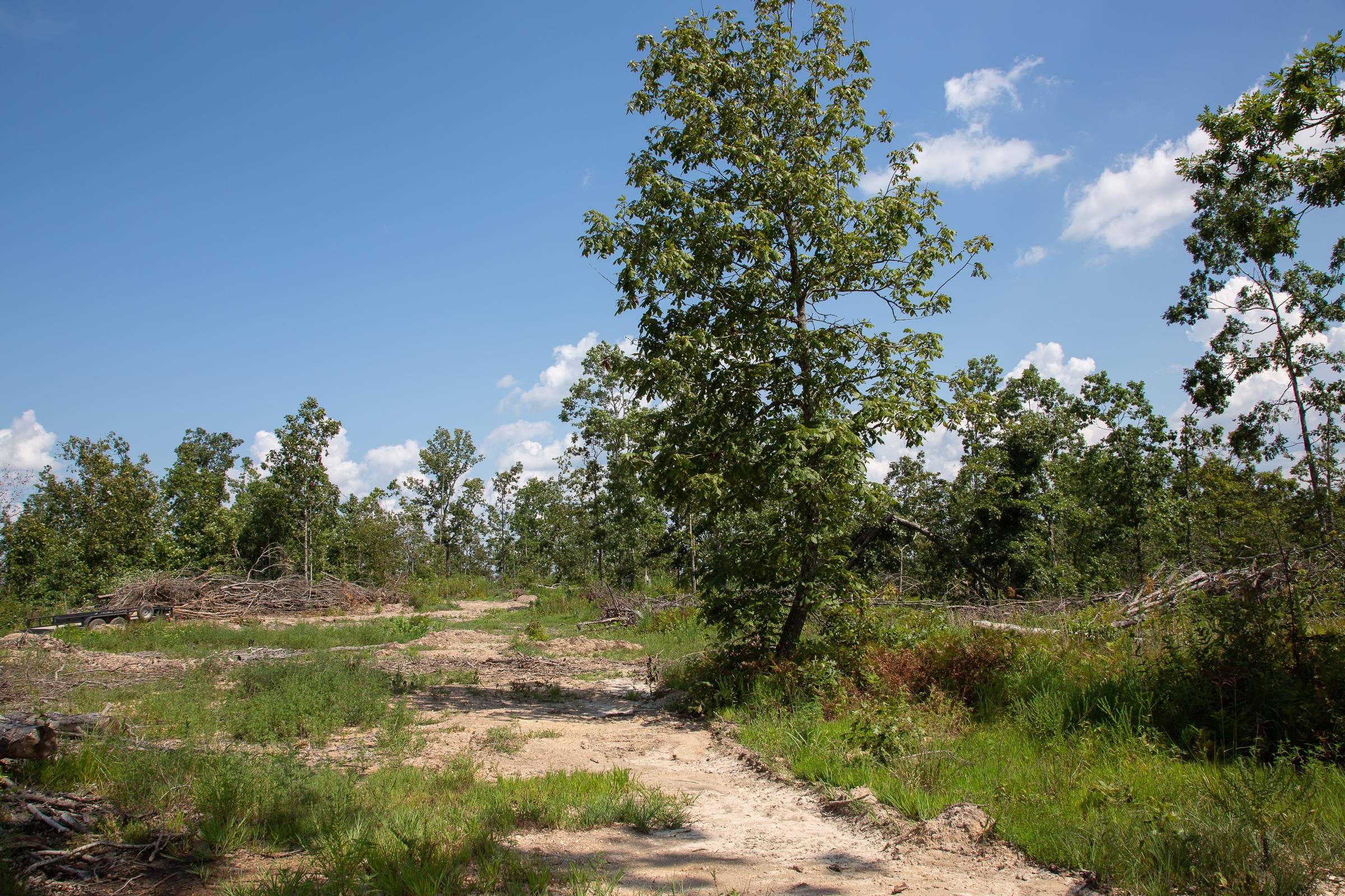 Borgmann’s Hollow Phase I Tract 17 photo 3