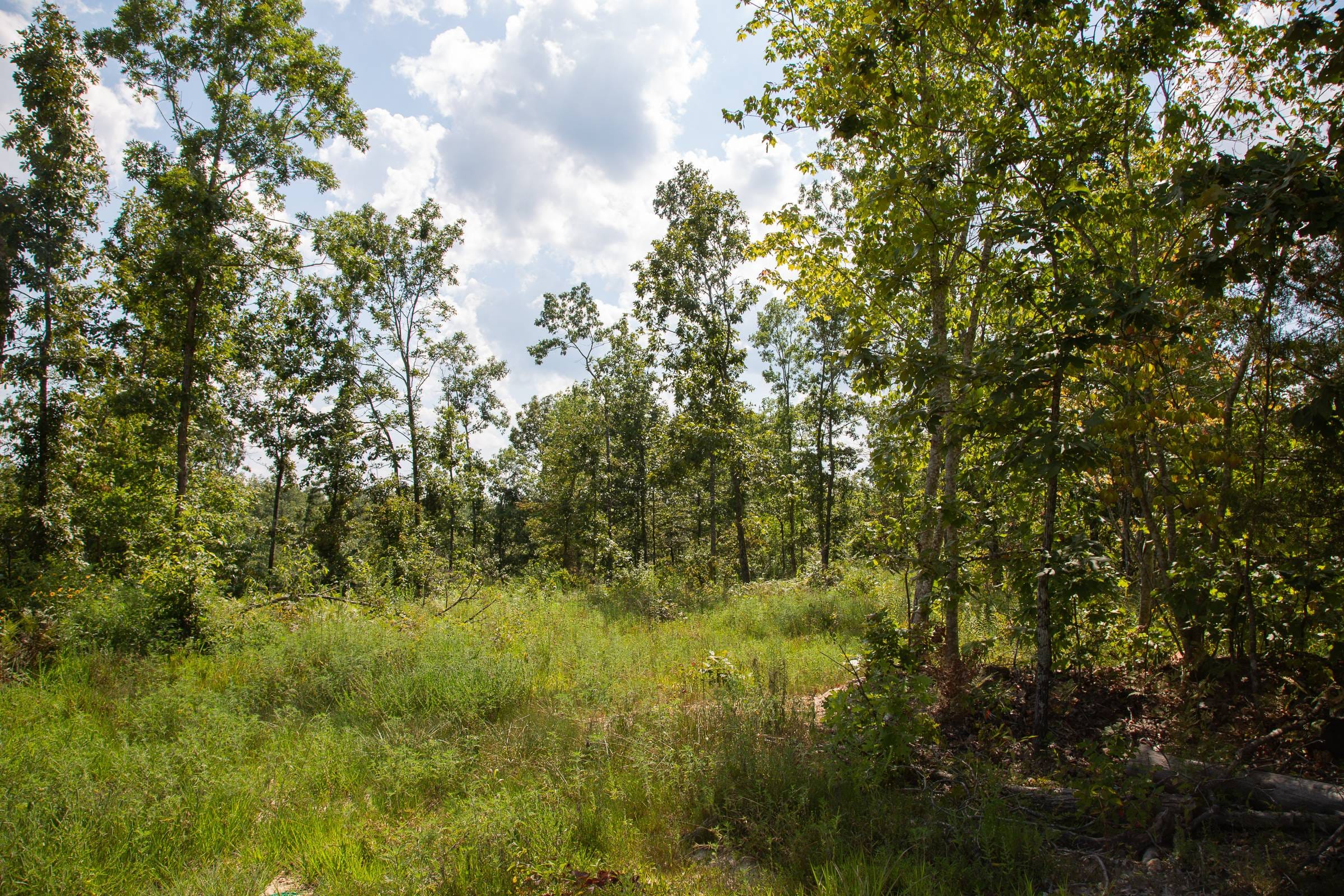 Borgmann’s Hollow Phase I Tract 17 photo 5