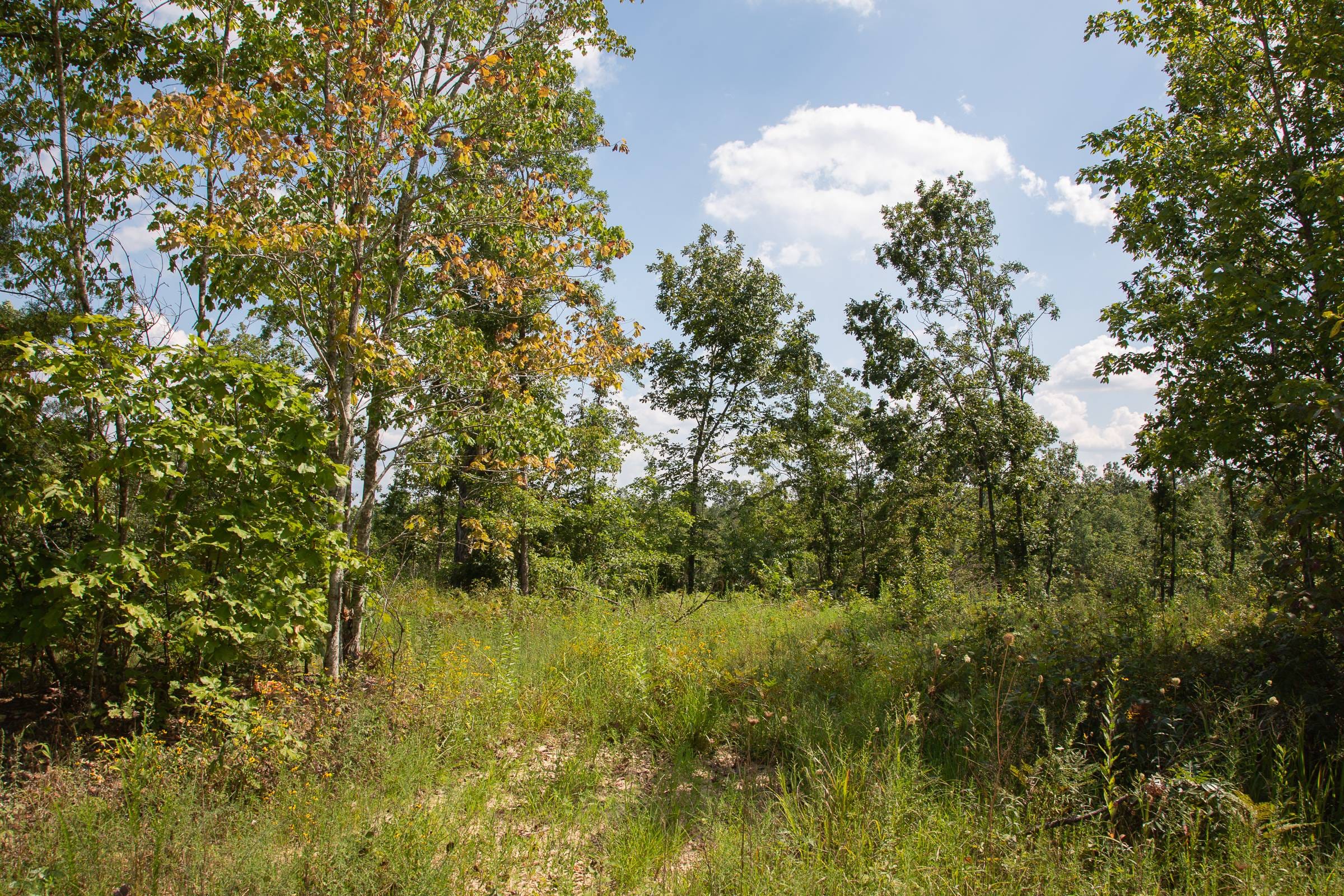 Borgmann’s Hollow Phase I Tract 17 photo 6