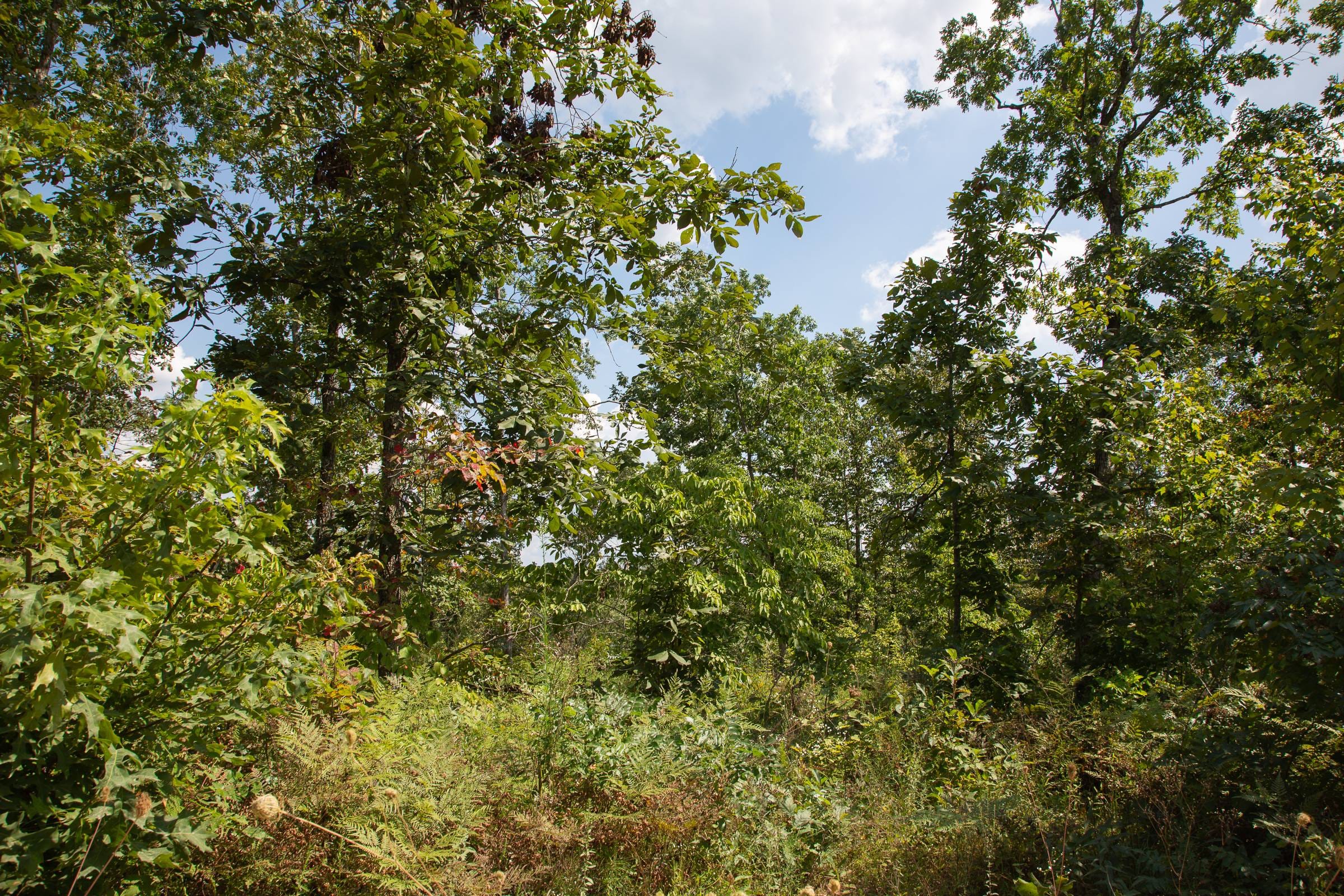 Borgmann’s Hollow Phase I Tract 17 photo 7